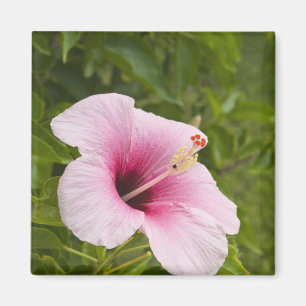 Íman Ilhas Cook, Atiu. Flor de hibisco.