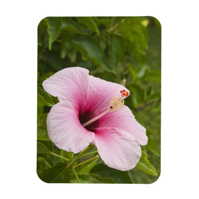 Íman Ilhas Cook, Atiu. Flor de Hibiscus. (Vertical)