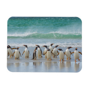 Íman Ilhas Falkland. Ilha Saunders. Pinguim-gentoo