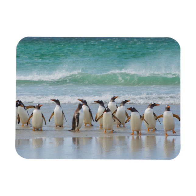 Íman Ilhas Falkland. Ilha Saunders. Pinguim-gentoo (Horizontal)