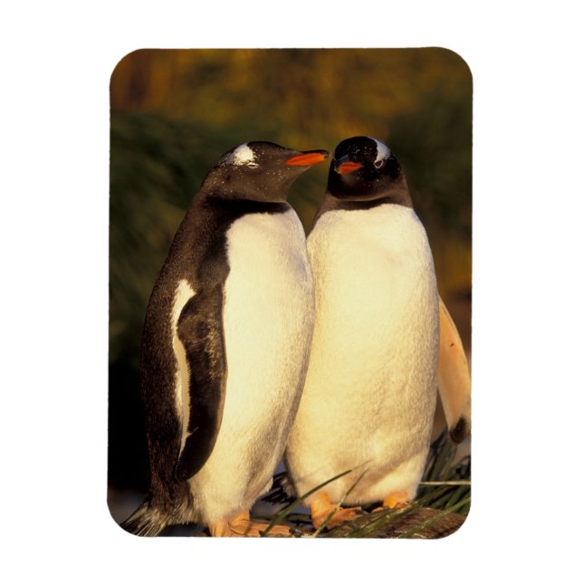 Íman Ilhas Falkland. Pinguins Gentoo. (Pyroscelis (Vertical)