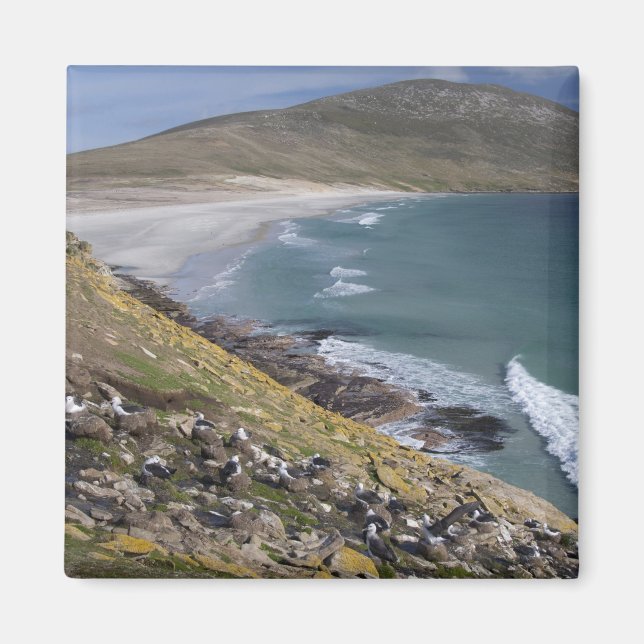 Íman Ilhas Falkland, West Falkland, Saunders (Frente)