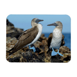 Íman Ilhas Galápagos, Ilha Isabela