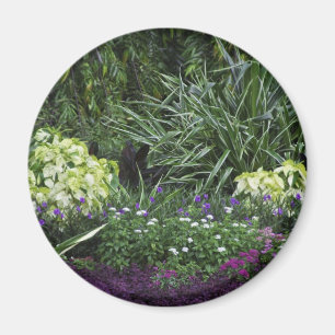 Íman Ilhas Grand Cayman