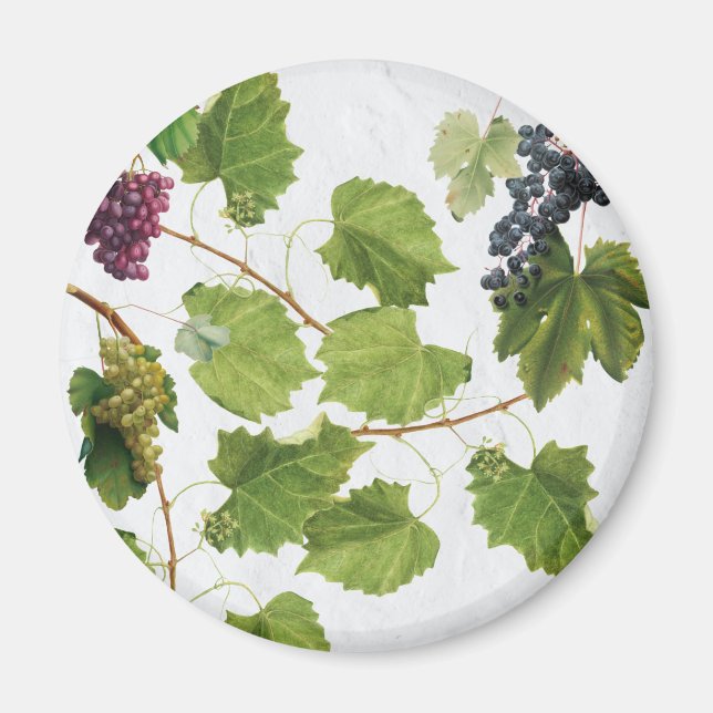 Íman Ilhas Gregas do Vineyard do Mediterrâneo (Frente)