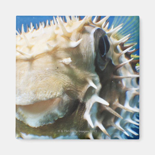 Íman Ilhas Maldivas (Frente)