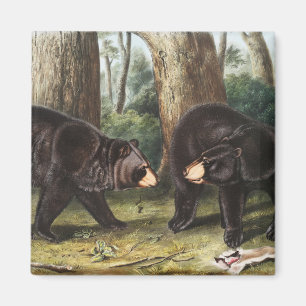 Íman Ilustração Americana do Urso Negro Americano