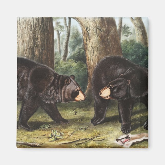 Íman Ilustração Americana do Urso Negro Americano (Frente)