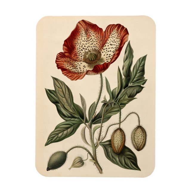 Íman Ilustração Botânica Vintage Poppy Flexível (Vertical)