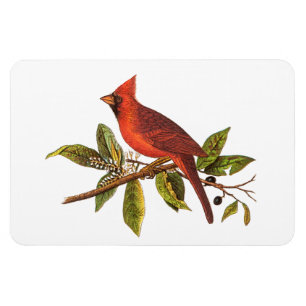 Íman Ilustração cardinal do pássaro da canção do