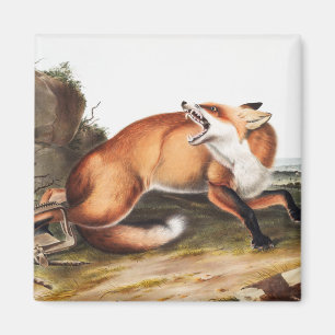 Íman Ilustração da Raposa Vermelha Americana (Vulpes 