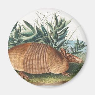 Íman Ilustração de Armadillo (Dasypus Peba) com nove 