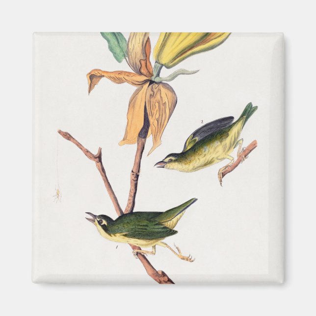 Íman Ilustração de Aves de Caça-Voo do Kentucky (Frente)