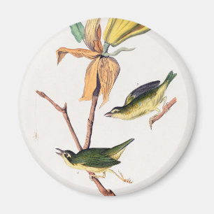 Íman Ilustração de Aves de Caça-Voo do Kentucky