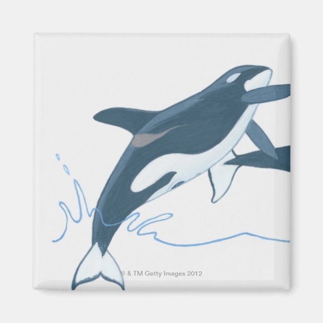 Íman Ilustração de Baleias Assassinas (Orcinus orca) (Frente)