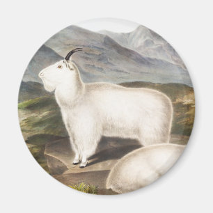 Íman Ilustração de Cabra de Montanha Rochosa (America