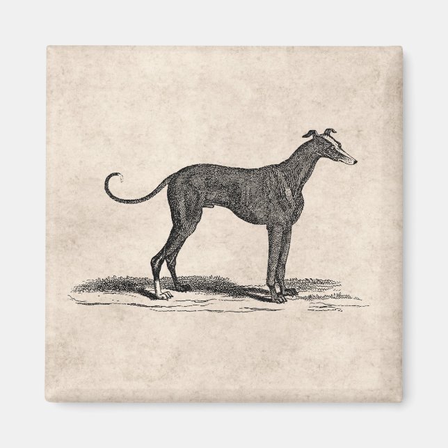 Íman Ilustração de Cães de Greyhound dos anos 1800 - Cã (Frente)