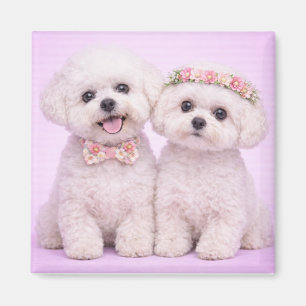 Íman Ilustração de Casal de Bichon Frise Fofo para o Di