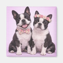 Ilustração de casal de Boston Terrier fofo para o
