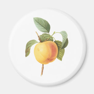 Íman Ilustração de comida de fruta antiga, maçã Calvill