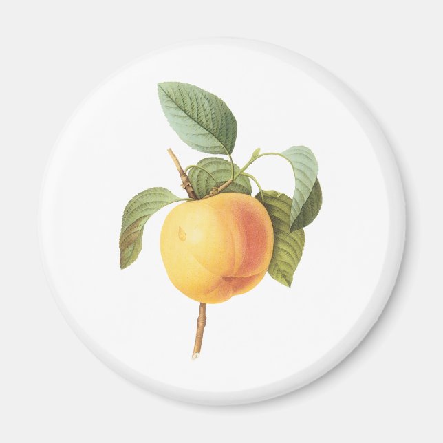 Íman Ilustração de comida de fruta antiga, maçã Calvill (Frente)