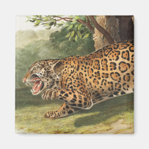 Íman Ilustração de Jaguar (Felis onca)
