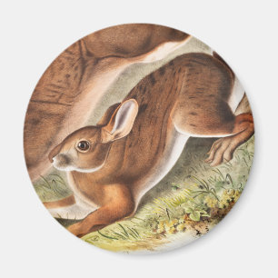 Íman Ilustração de Lepus Americanus (norte Hare)