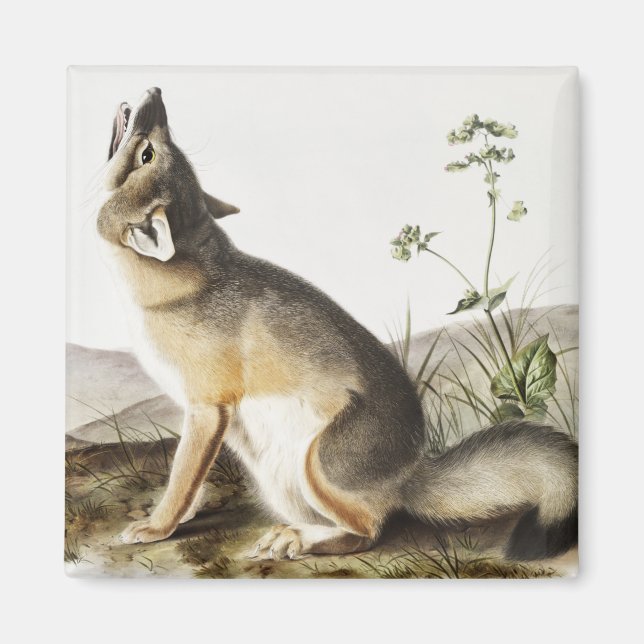 Íman Ilustração de Raposa Swift (Vulpes velox) (Frente)