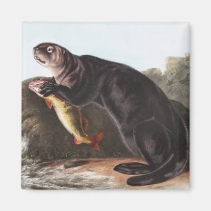 Íman Ilustração de Sea Otter (Enhydra marina)