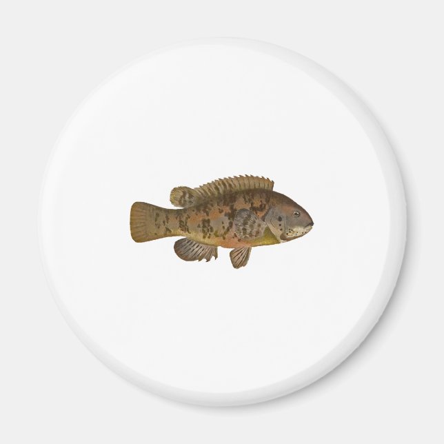Íman Ilustração de Tautog (Frente)