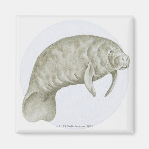 Íman Ilustração de um peixe-boi (sp de Trichechus.)