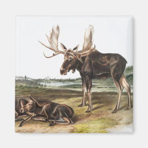 Íman Ilustração de veado de alces servo