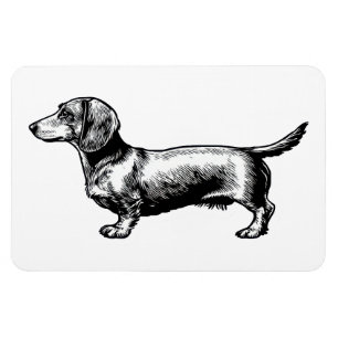 Íman Ilustração de Xilogravura Vintage de Dachshund