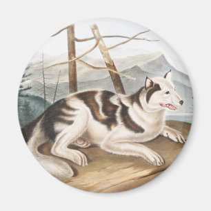 Íman Ilustração do Cão Índio lebre (Canis familiari