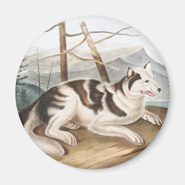 Íman Ilustração do Cão Índio lebre (Canis familiaris) (Frente)