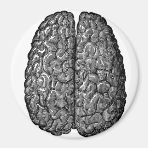 Íman Ilustração do Cérebro Humano Vintage