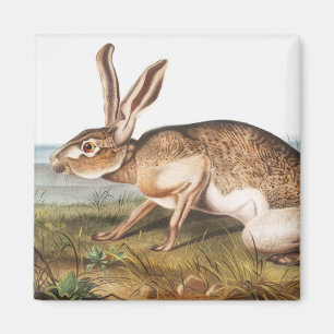 Íman Ilustração do Coelho da Lepus Texianus