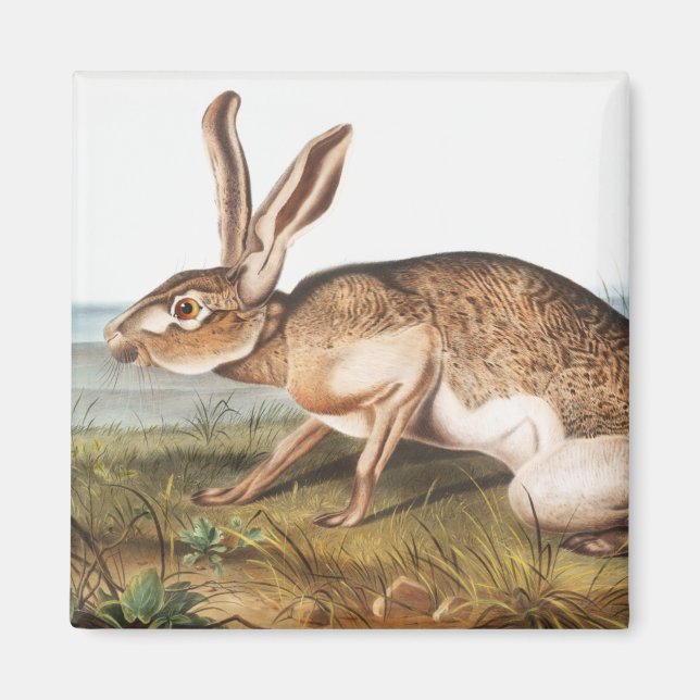 Íman Ilustração do Coelho da Lepus Texianus (Frente)
