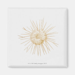 Íman Ilustração do escudo do foraminiferan