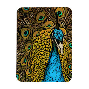 Íman Ilustração do esplendor do pavão