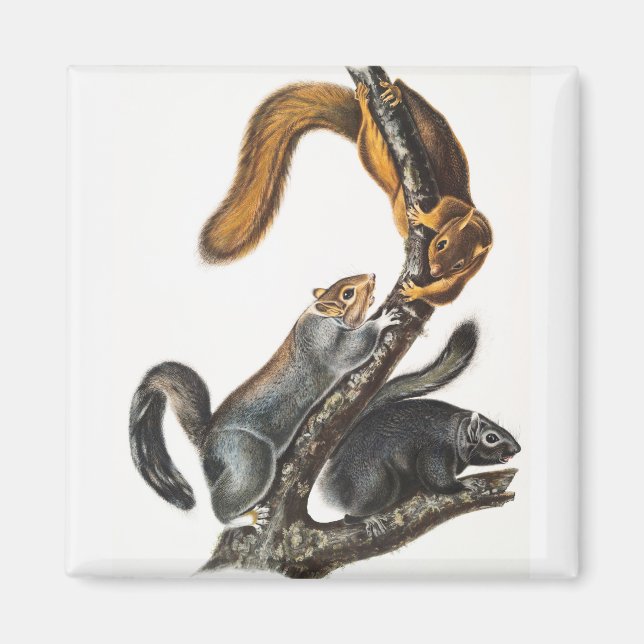 Íman Ilustração do Esquilo Gato (Sciurus cinereus) (Frente)