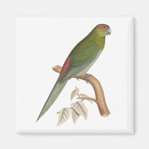 Íman Ilustração do Parakeet de Tahiti, C. 1849
