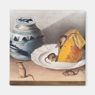 Íman Ilustração do rato (Mus-musculus)