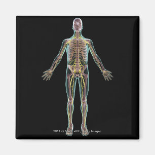 Íman Ilustração do sistema nervoso