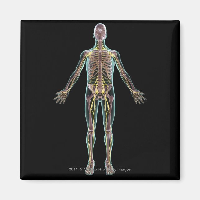 Íman Ilustração do sistema nervoso (Frente)