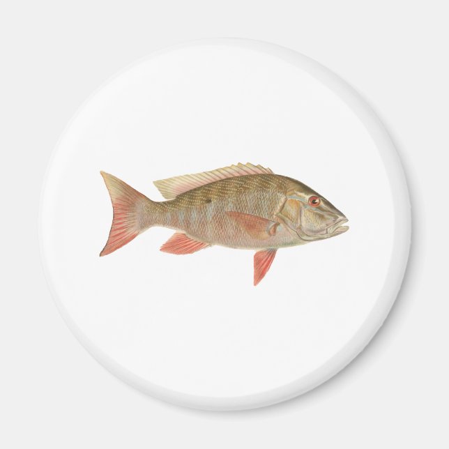 Íman Ilustração do Snapper Mutton (Frente)