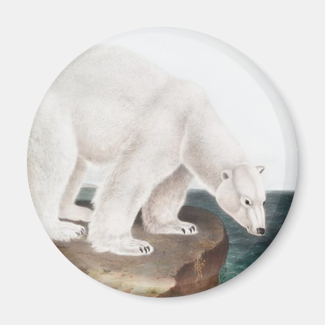 Íman Ilustração do Urso Polar (Ursus maritimus) (Frente)