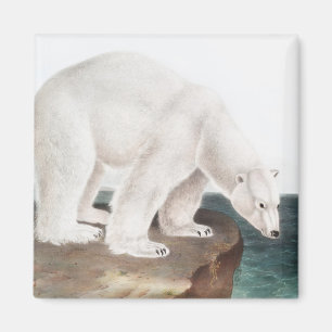 Íman Ilustração do Urso Polar (Ursus maritimus)