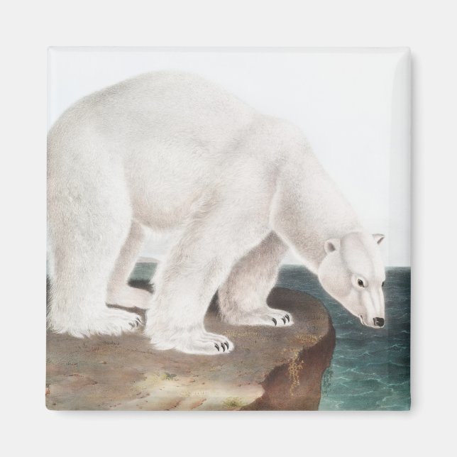 Íman Ilustração do Urso Polar (Ursus maritimus) (Frente)