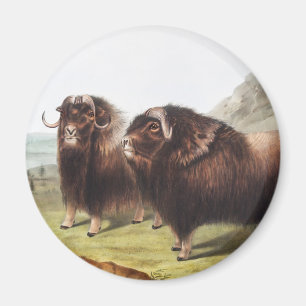 Íman Ilustração Musk Ox (Ovibos moschatus)